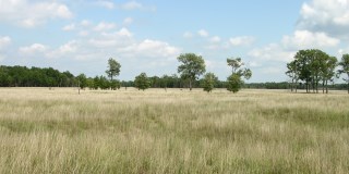 Expanse of prairie grasses with trees in the background at Beaver Lake Nature Preserve in Newton County, Indiana