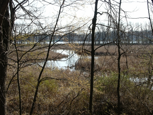 View of adjacent Lake Manitou wetlands