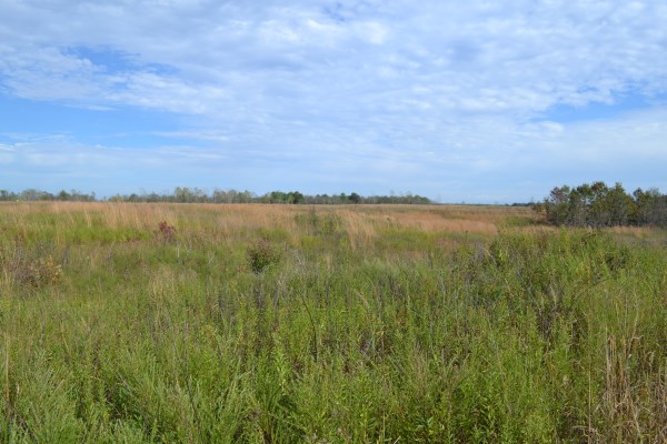 Restored meadow at Columbia Mine Nature Preserve
