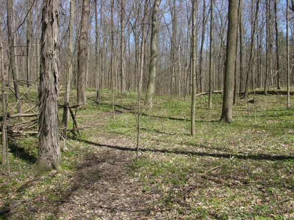 Woods in early spring