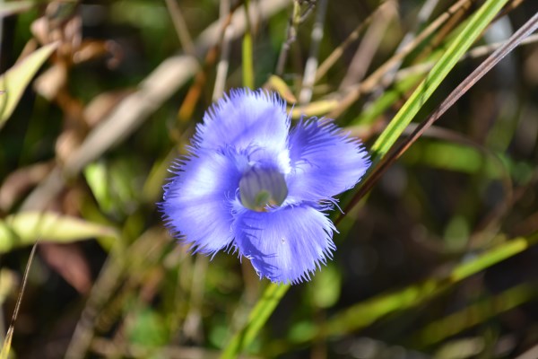 Fringed Gentian, a late summer purple wildflower found at the restored prairie south of the main part of Fisher Oak Savanna