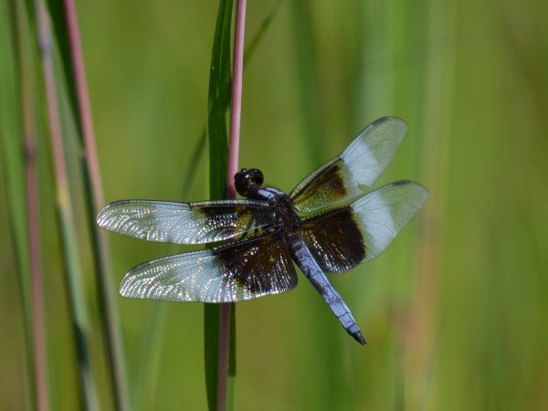 Widow Skimmer dragonfly perched on a grass stem