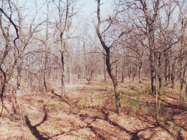 Oak savanna in early spring