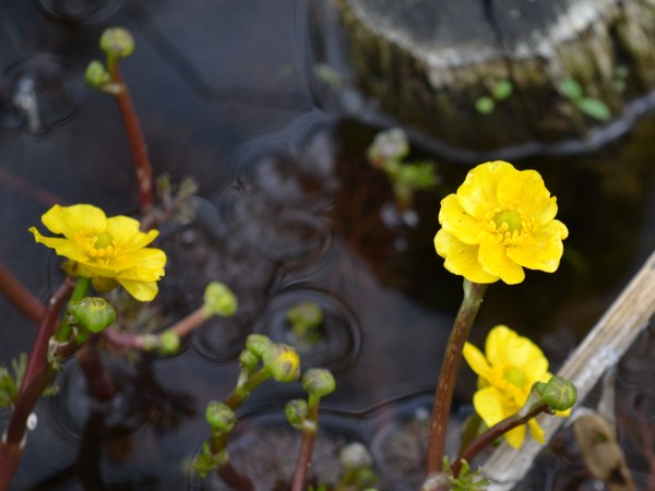 Aquatic wildflower at Greiner Nature Preserve