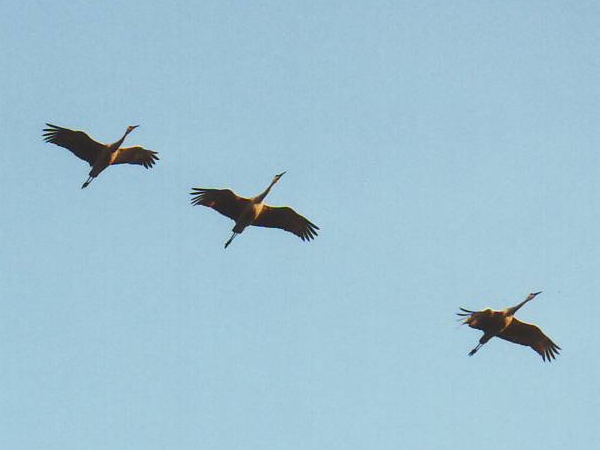 Three sandhill cranes flying overhead