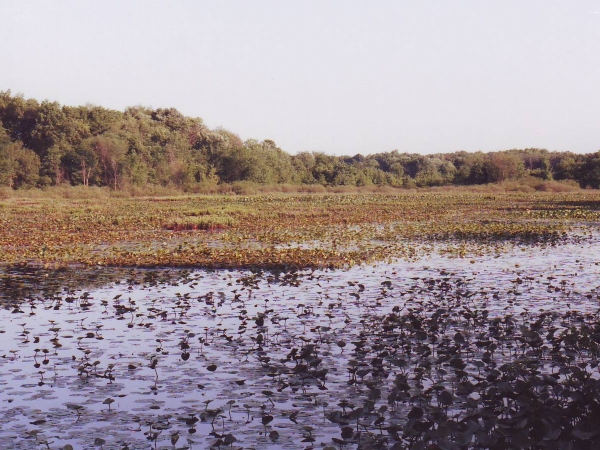 Pipewort Pond
