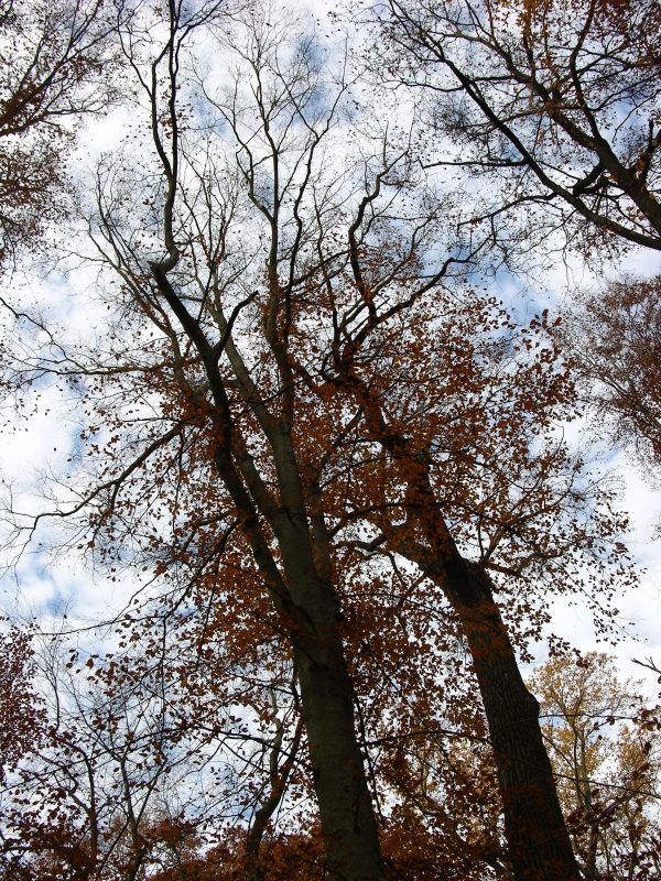 Trees in Donaldson Woods