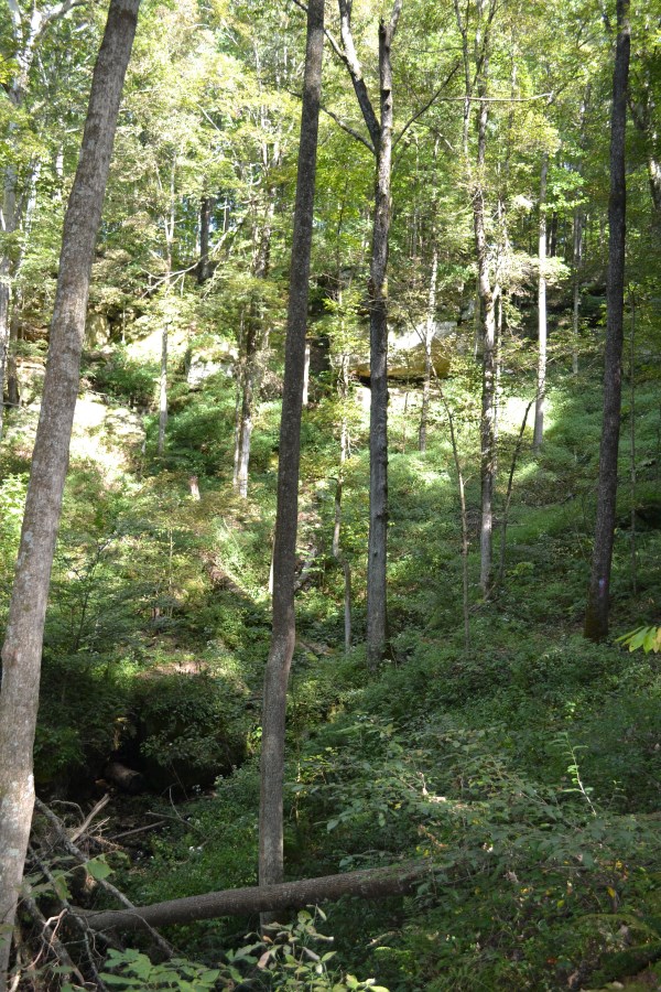 Forested hillside with rock outcrops near the top