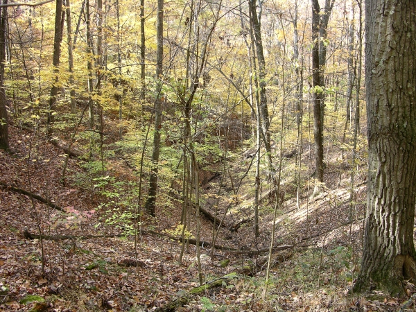 Ravine at Yellowwood State Forest